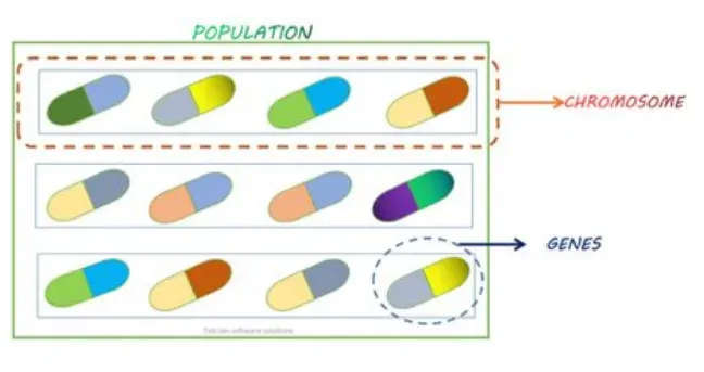 Diagram of a population drawn as rows of coloured capsules, with one row labelled as a chromosome and a single capsule labelled as a gene.