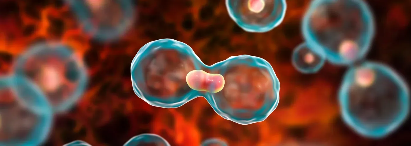 Microscopic view of a cell dividing in two, lit in red and blue.